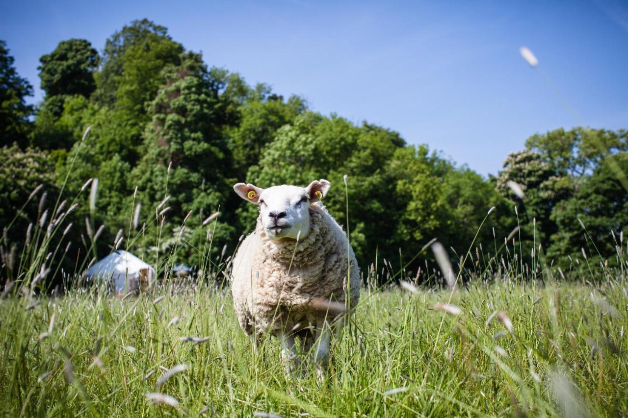 Отель Rock Farm Slane - Glamping Номер фото